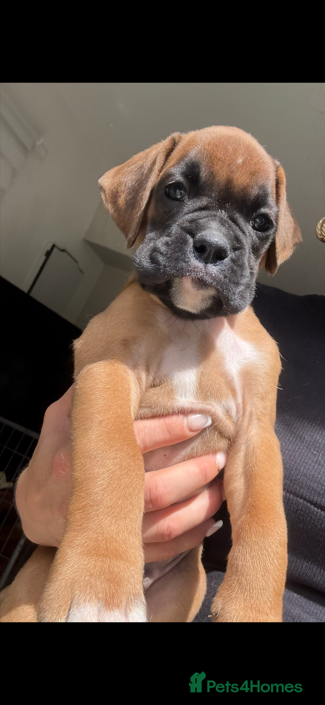 Boxer dogs for sale: KC Champion bloodline Boxer puppies  - Image 13