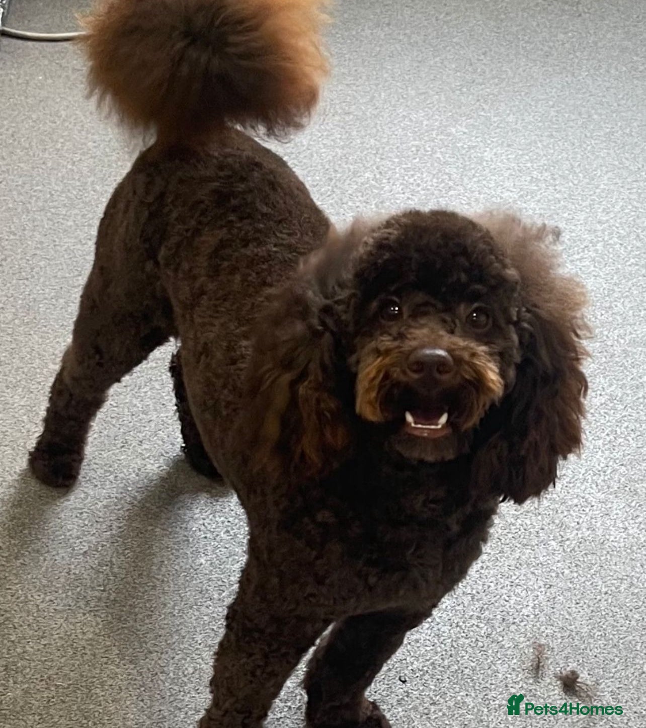 Toy Poodle dogs Beautiful rich chocolate toy poodle. dna clear.  in Cardiff - Advert 7