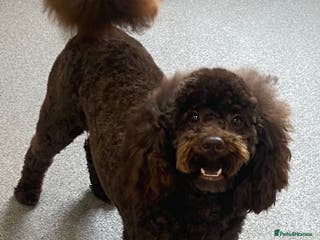 Toy Poodle dogs Beautiful rich chocolate toy poodle. dna clear. in Cardiff - Advert 15