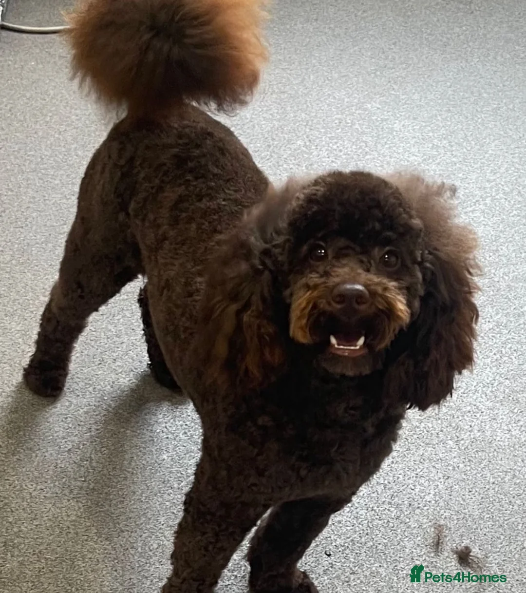 Toy Poodle dogs for stud: Beautiful rich chocolate toy poodle. dna clear.  in Cardiff - Advert 1