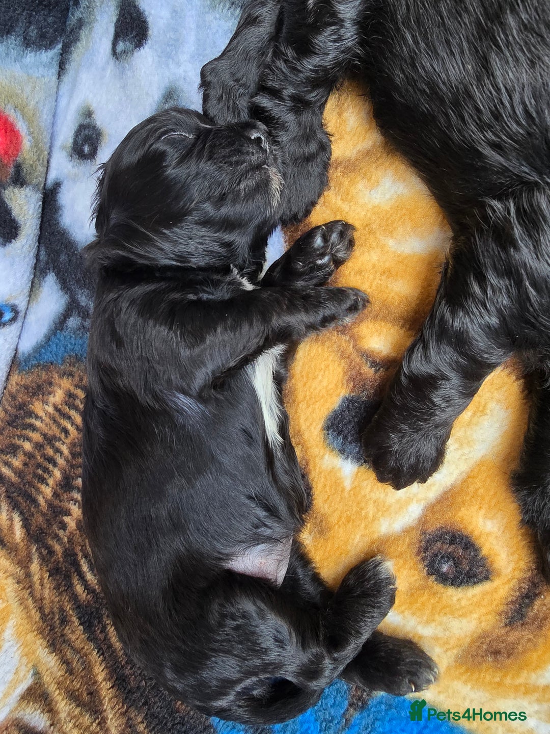 Shihpoo dogs for sale: 5 beautiful Shihpoo puppies - Advert 12