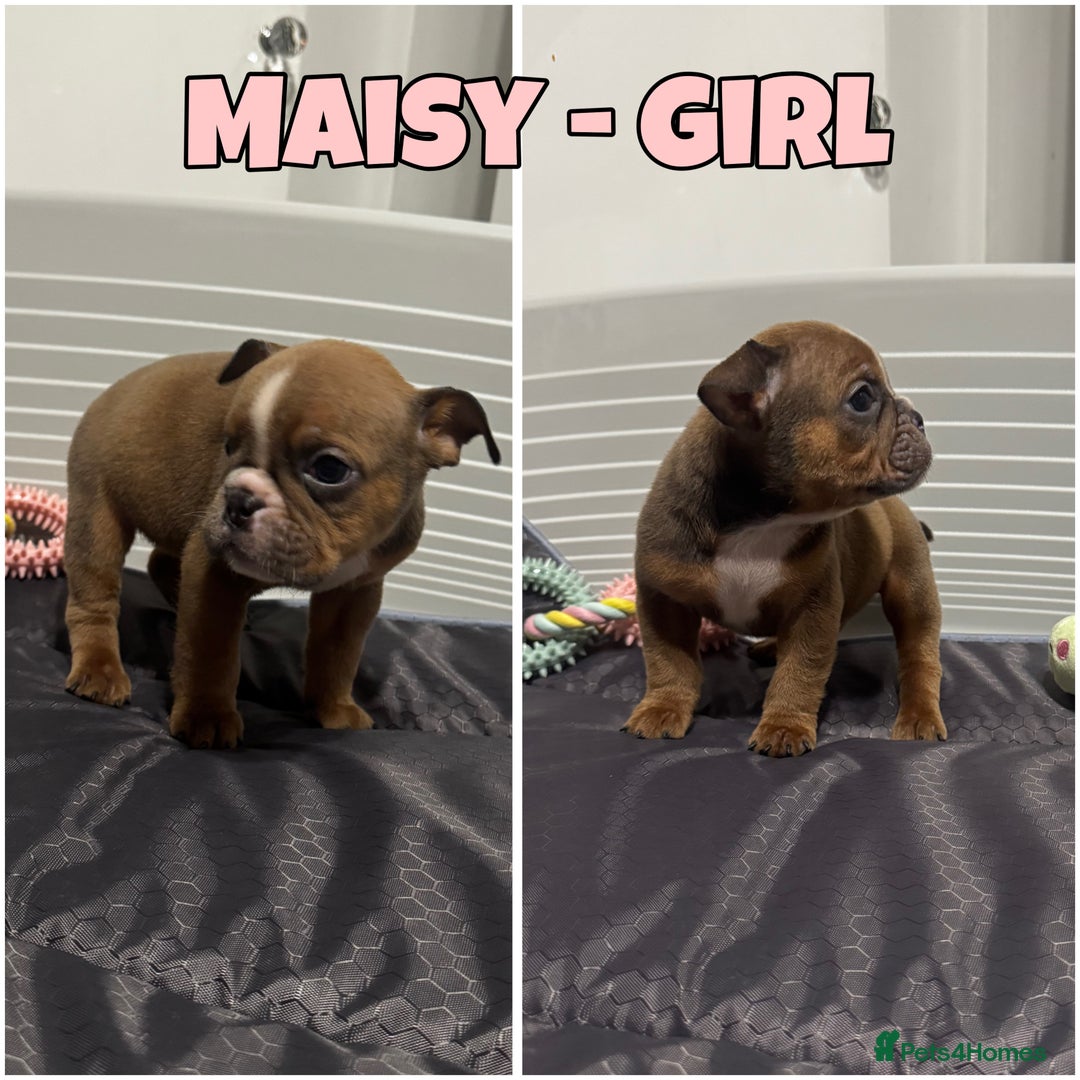 Olde English Bulldogge dogs for sale: Old English bulldog pups { READY TO LEAVE} - Image 4