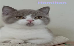 British Shorthair cats for sale: Impressive Pedigree BSH Kittens  - Image 2