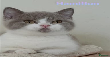 British Shorthair cats - Advert 5