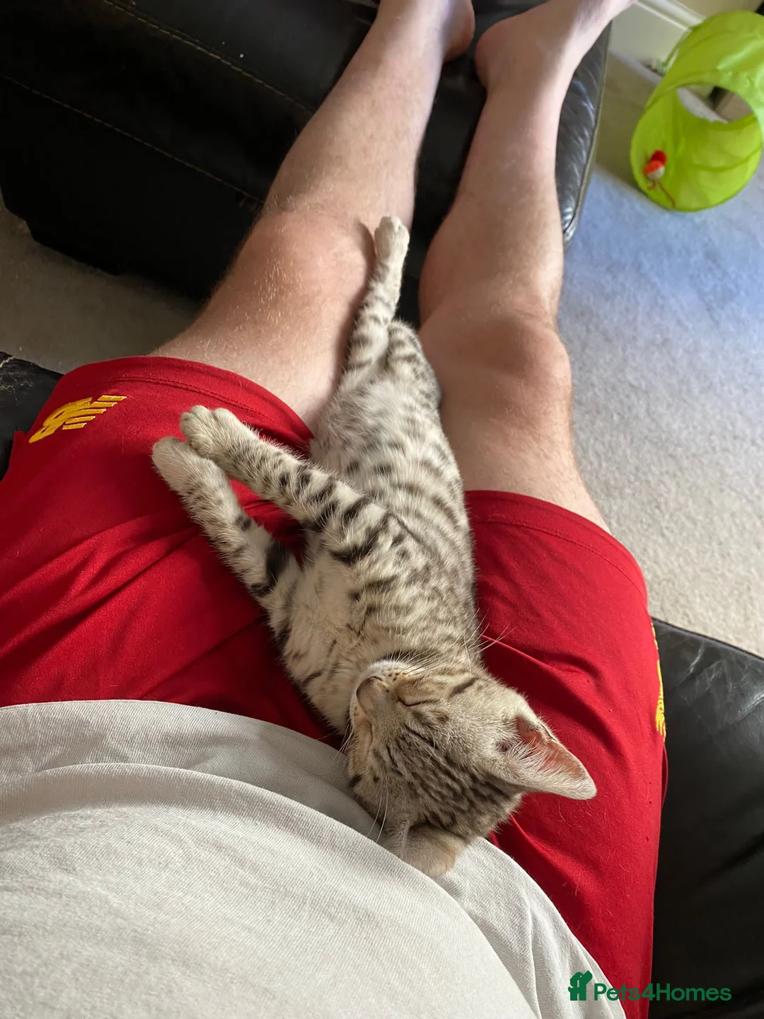 Bengal cats for stud: Stunning Male Bengal Stud 🌟TICA REGISTERED🌟 in Wolverhampton - Advert 10