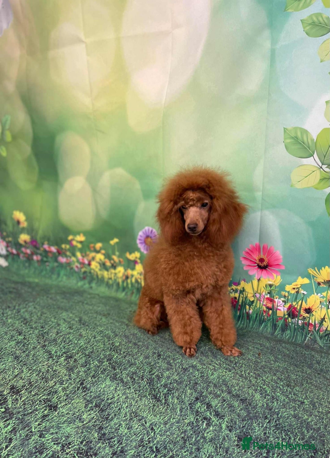 Maltipoo dogs for sale: Tiny f1b maltipoo puppys - Image 6