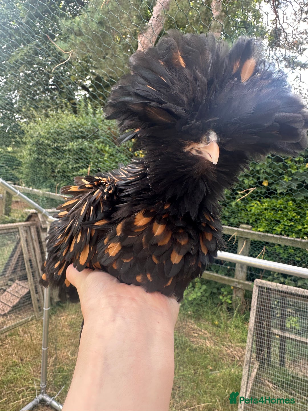 Chickens poultry for sale: Poland Bantams Available  in High Wycombe - Image 1