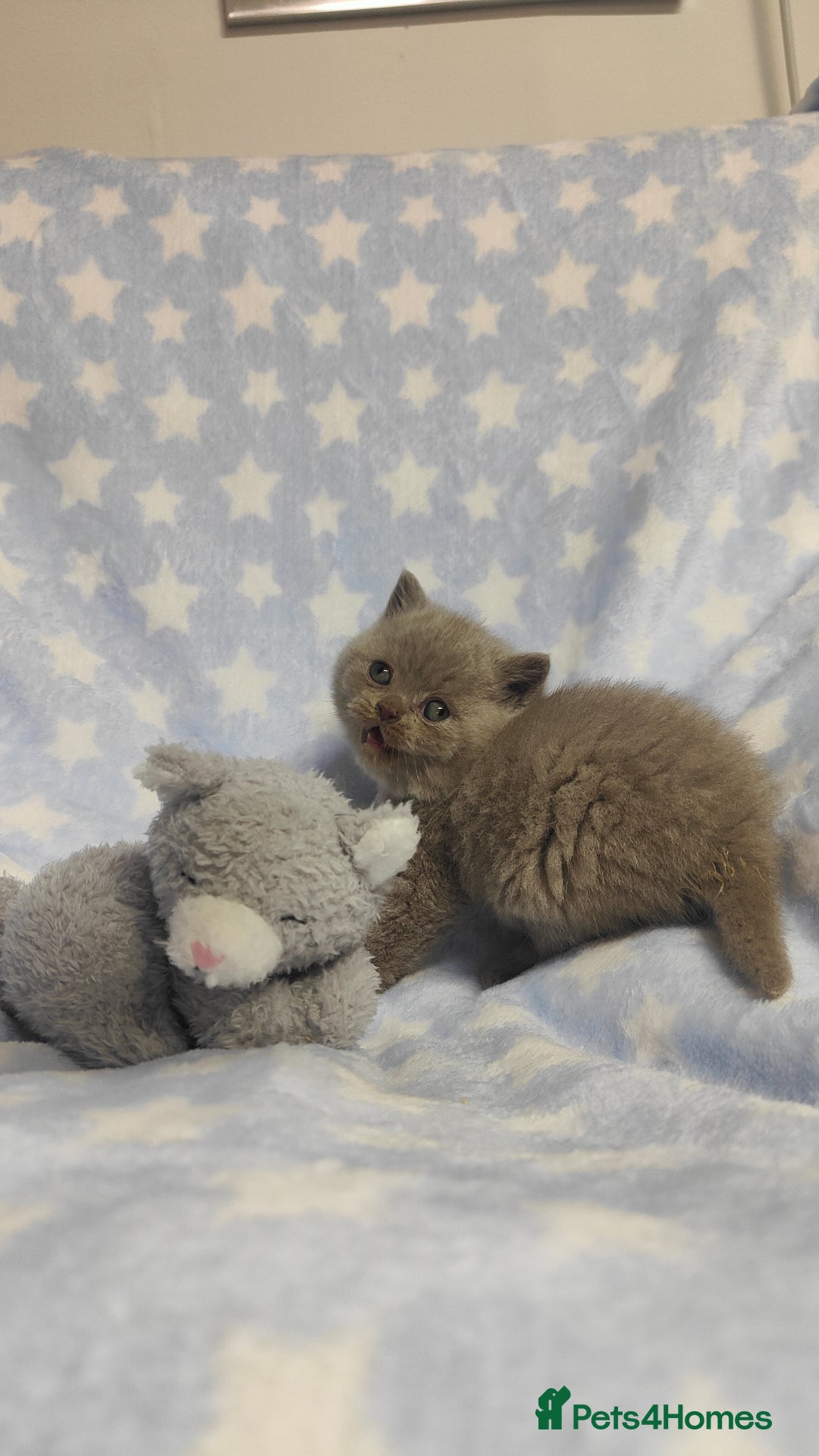 British Shorthair cats for sale: GCCF Registered Chunky British Shorthair Kittens  - Advert 14