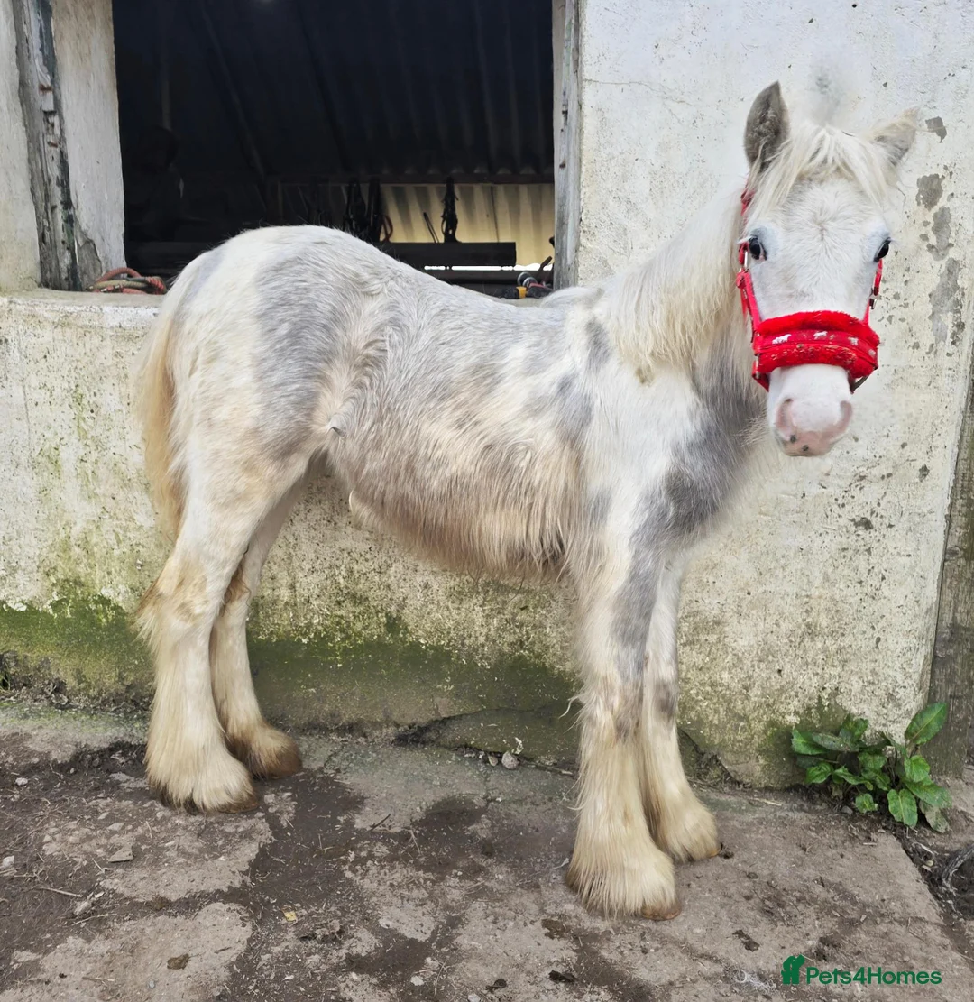Irish Cob horses for sale: TGCA filly grey and blue - Advert 2