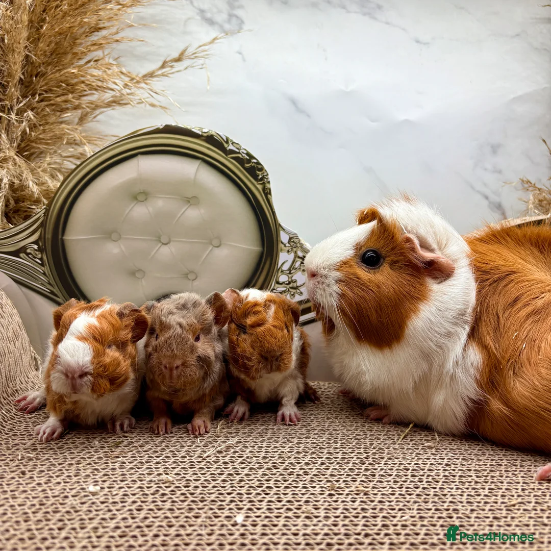 Guinea Pig rodents for sale: LOTS OF PIGGYS FOR SALE 💗 - Advert 2