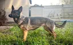 German Shepherd dogs for sale: Kc German Shepherd Puppies - Image 3