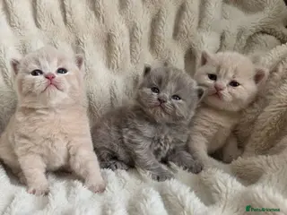 British Shorthair cats Outstanding GCCF British Shorthair Kittens - Advert 5