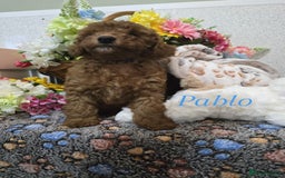 Toy Poodle dogs for sale: Kc reg deep red toy poodle council licensed  - Image 21