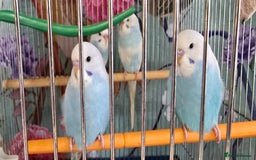 Budgerigars birds for sale: Gorgeous baby budgies - Image 2