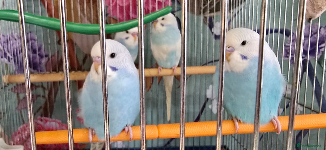 Budgerigars birds for sale: Gorgeous baby budgies - Image 2