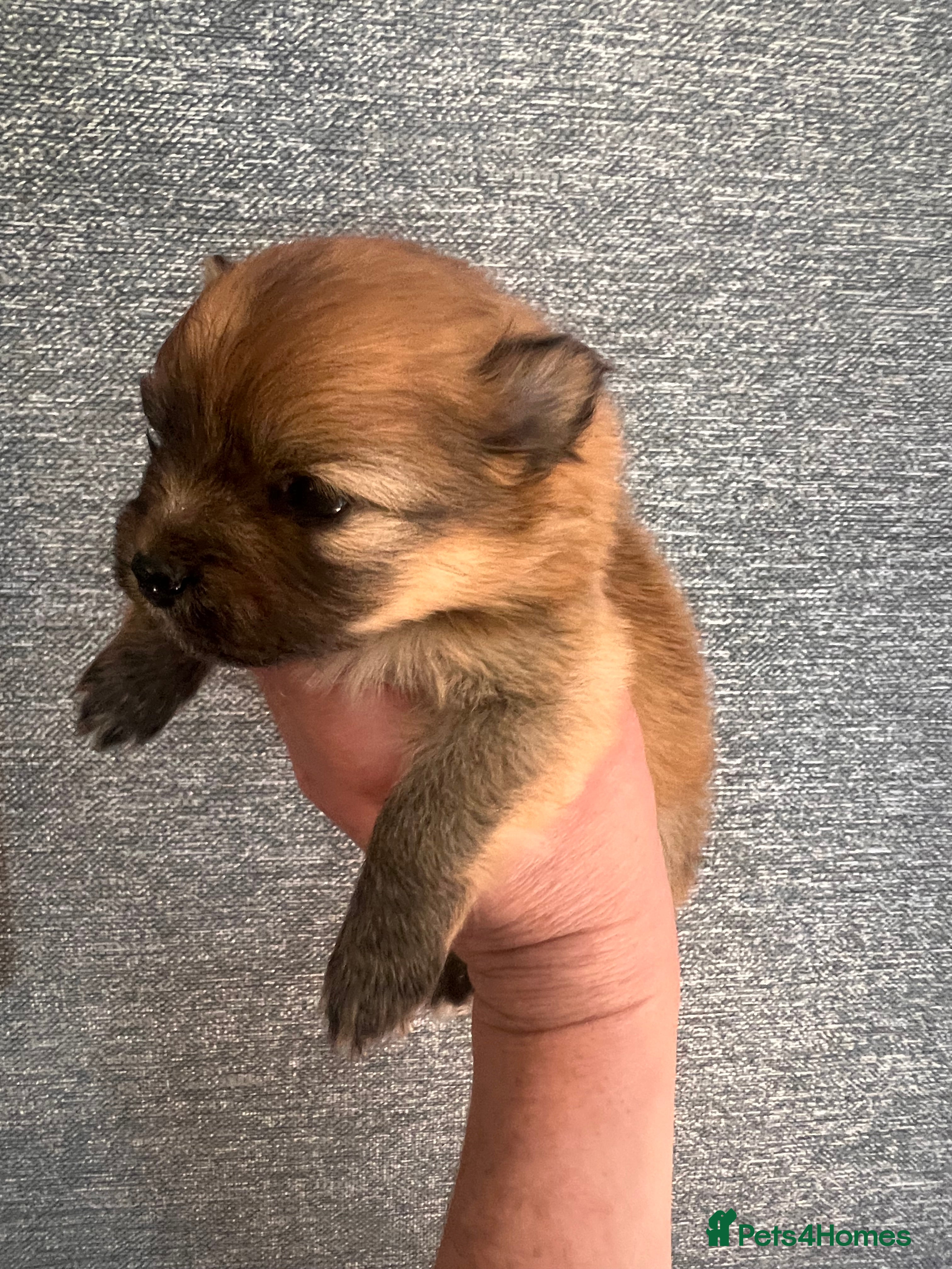 Pomeranian dogs for sale: Pomeranian Puppies  - Advert 9