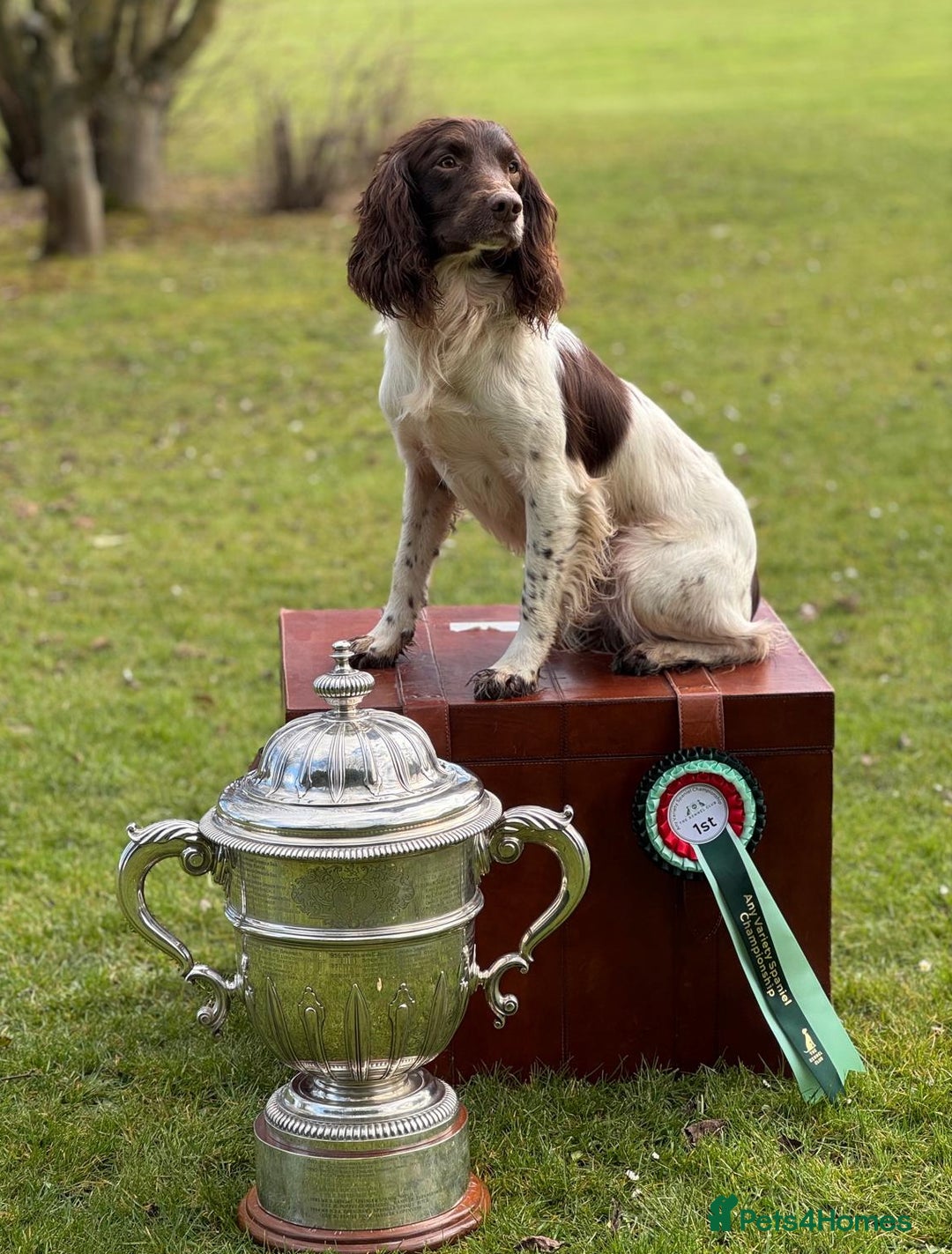 English Springer Spaniel dogs for sale: 2025 FTCH ROSEBAY BLUE,WELL MARKED LITTER ESS PUPS - Image 8