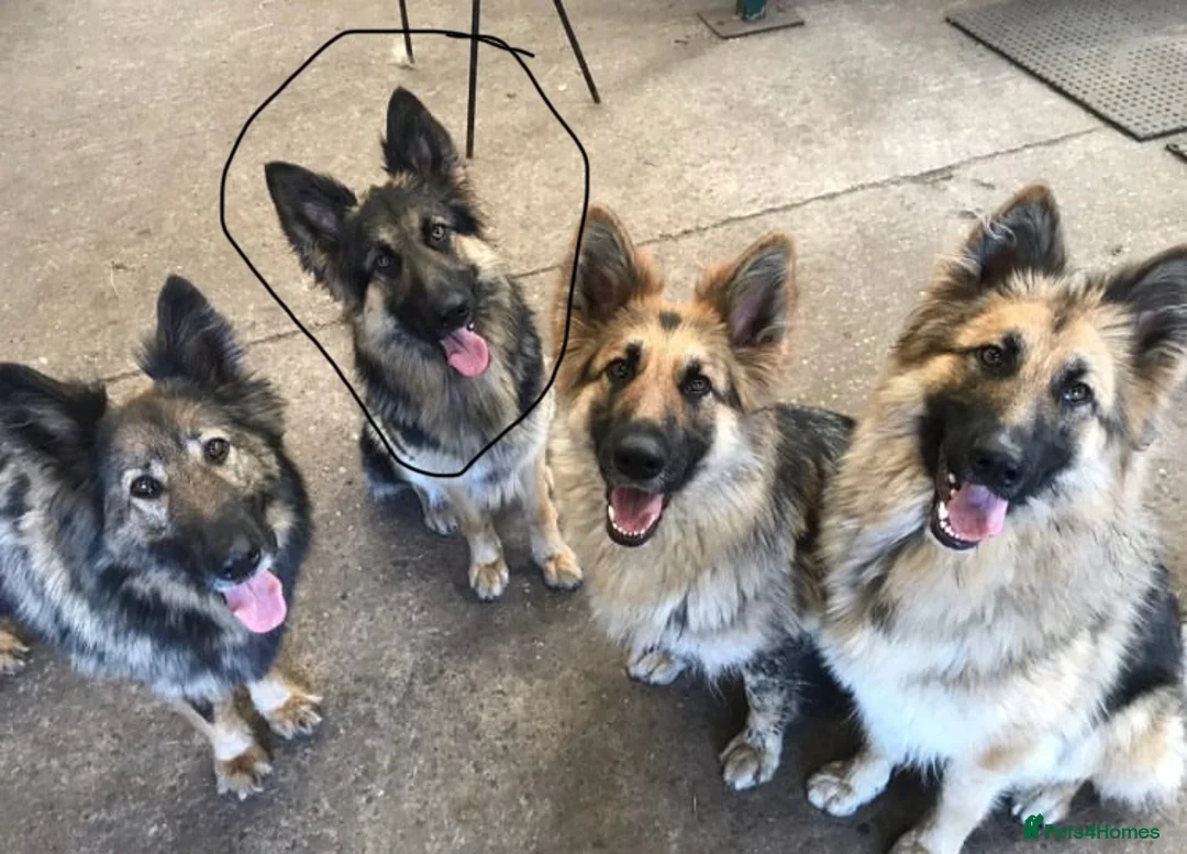 German Shepherd dogs for sale: Stunning blue German shepherd puppies  - Advert 5