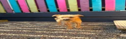 Mixed Breed dogs for adoption: Henry - In Ayr Looking for a home  - Advert 7