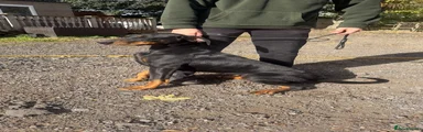 Dobermann 1