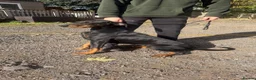 Dobermann dogs for sale: 10 month old Dobermann bitch  - Advert 2
