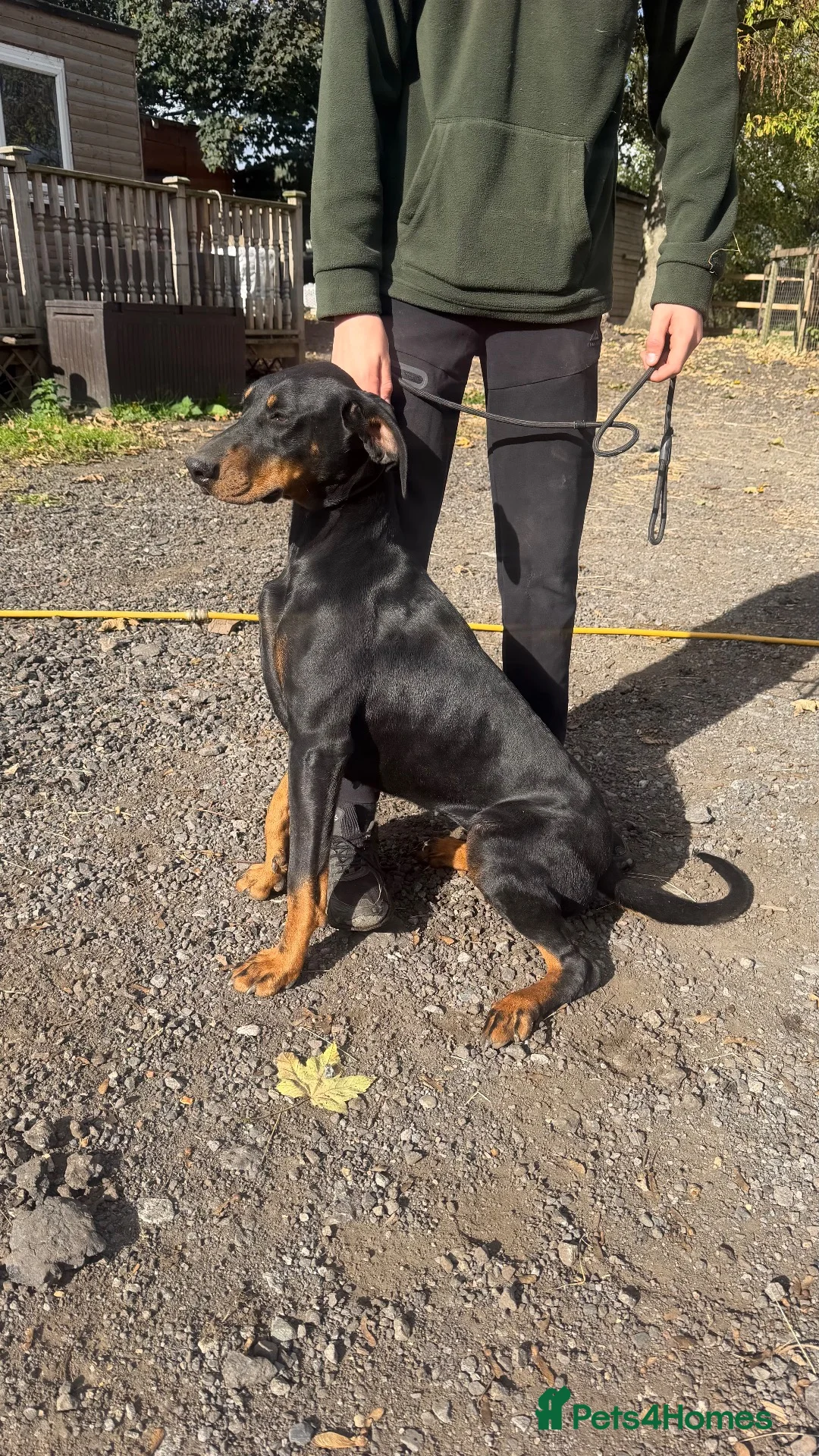 Dobermann dogs for sale: 10 month old Dobermann bitch  - Advert 2