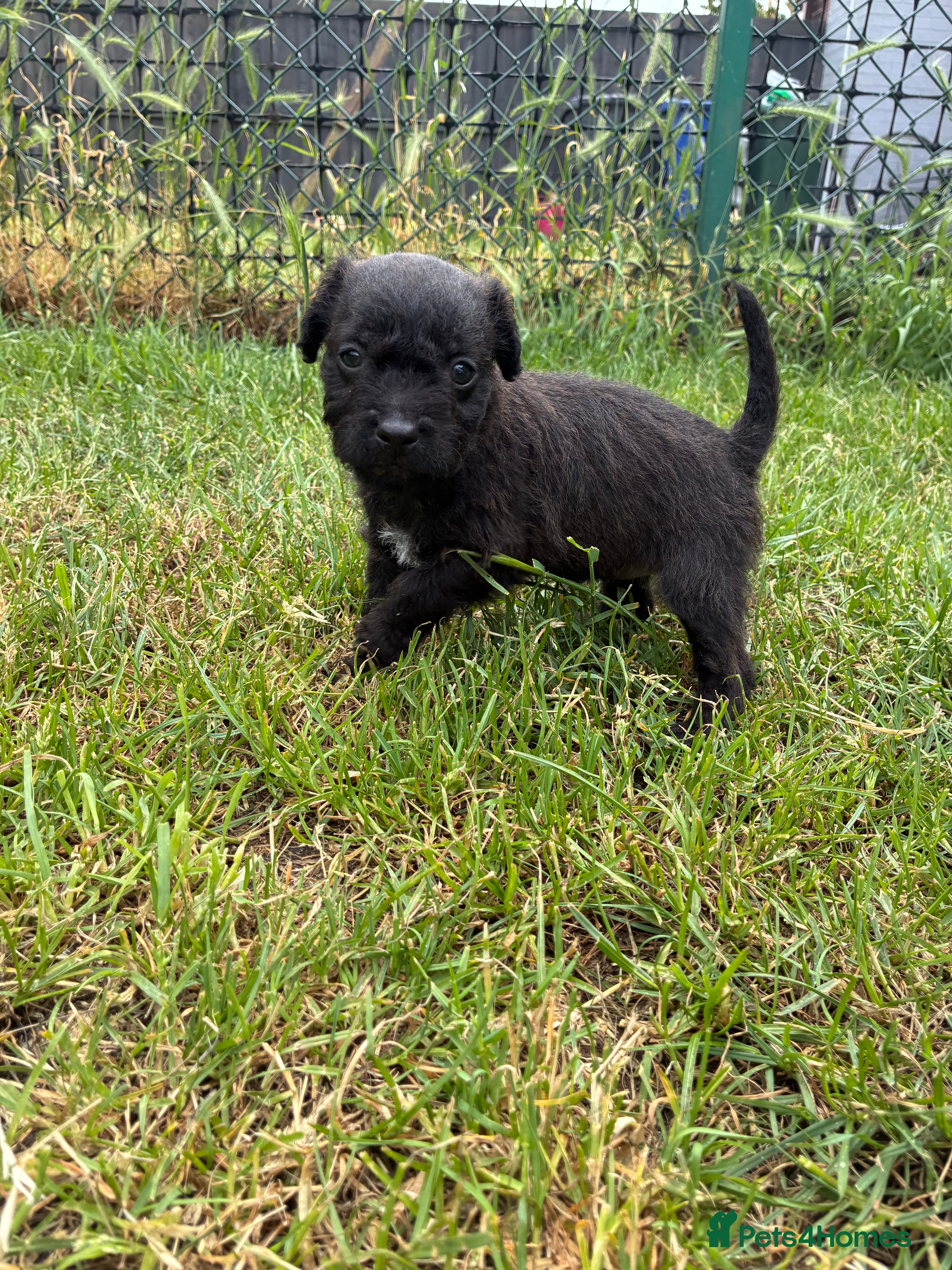 Mixed Breed dogs for sale: Patterdale Lakeland’s - Advert 5