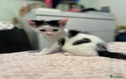 Domestic Shorthair cats for sale: Adorable Black & White Domestic Shorthair Kittens - Image 11