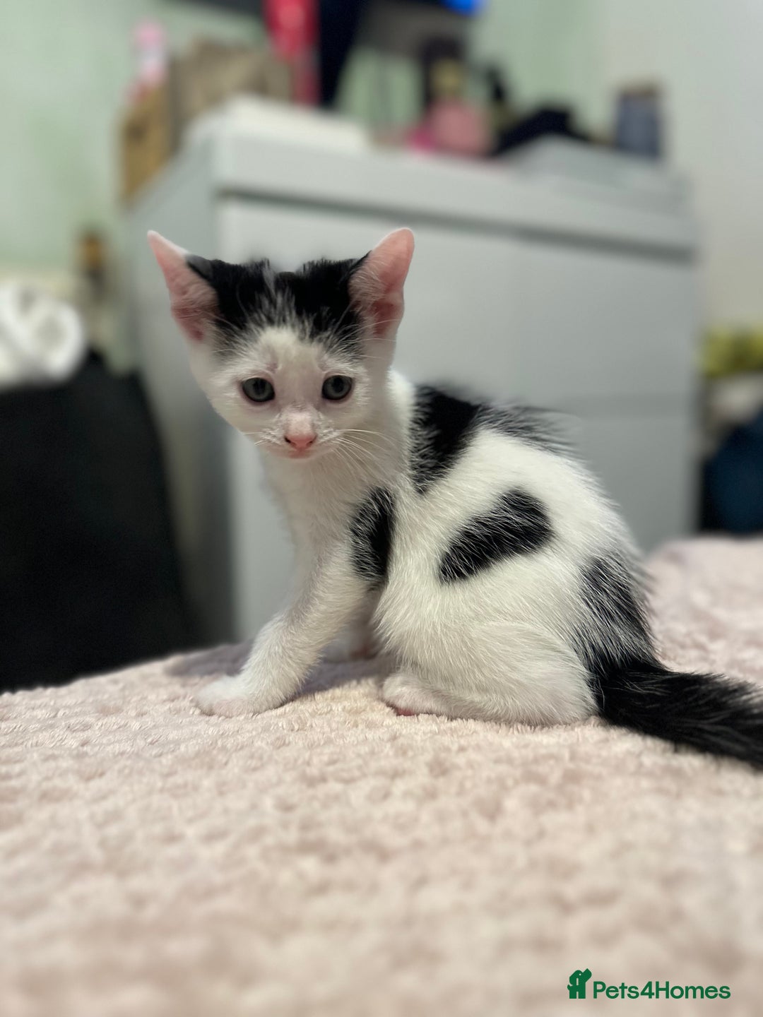 Domestic Shorthair cats for sale: Adorable Black & White Domestic Shorthair Kittens - Image 11