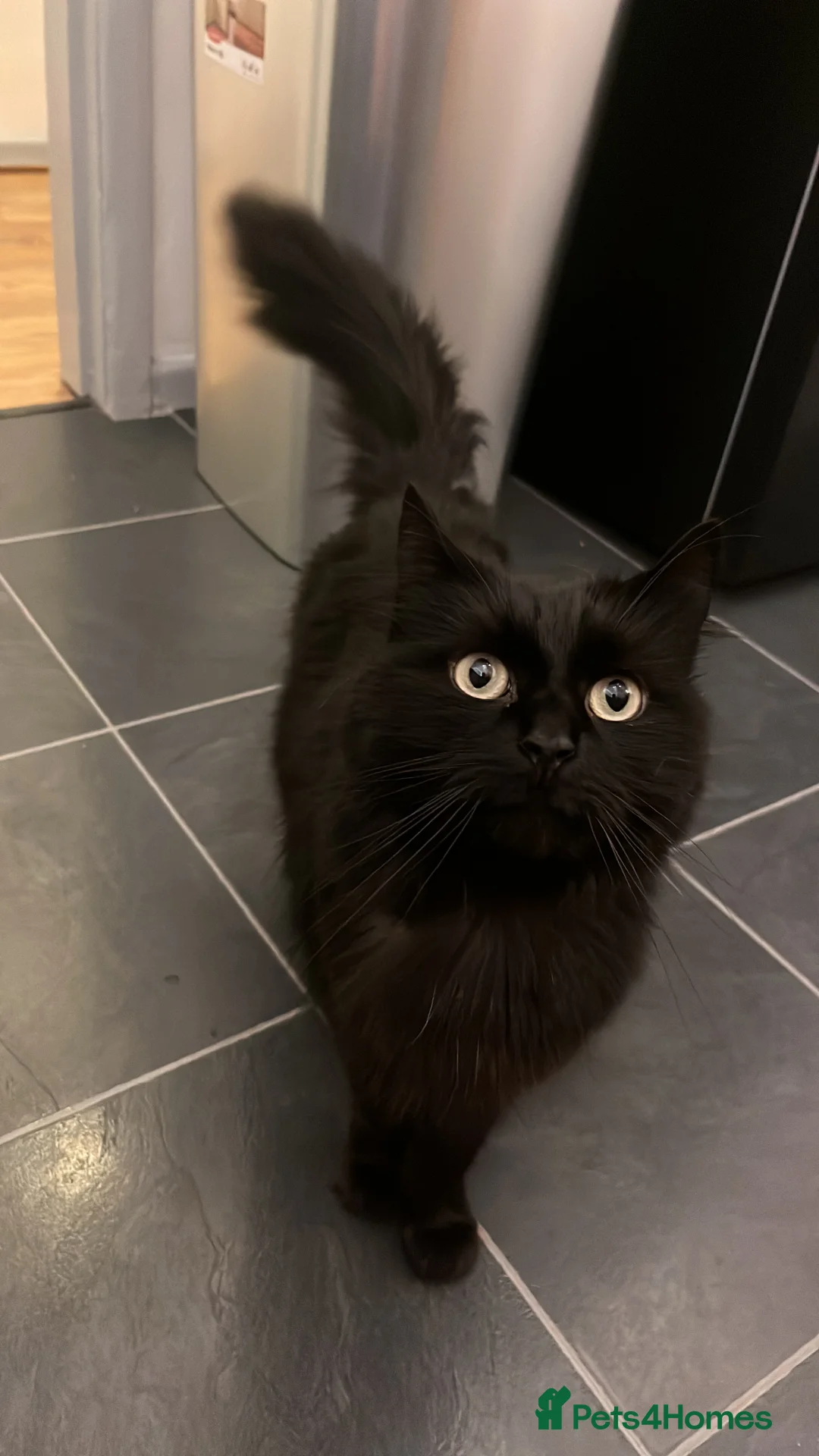 Domestic Shorthair cats for sale: Sweet shy girl looking for a new loving home . - Advert 7