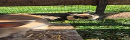 Mini Lop rabbits for sale: mini lop babies for sale - Advert 8