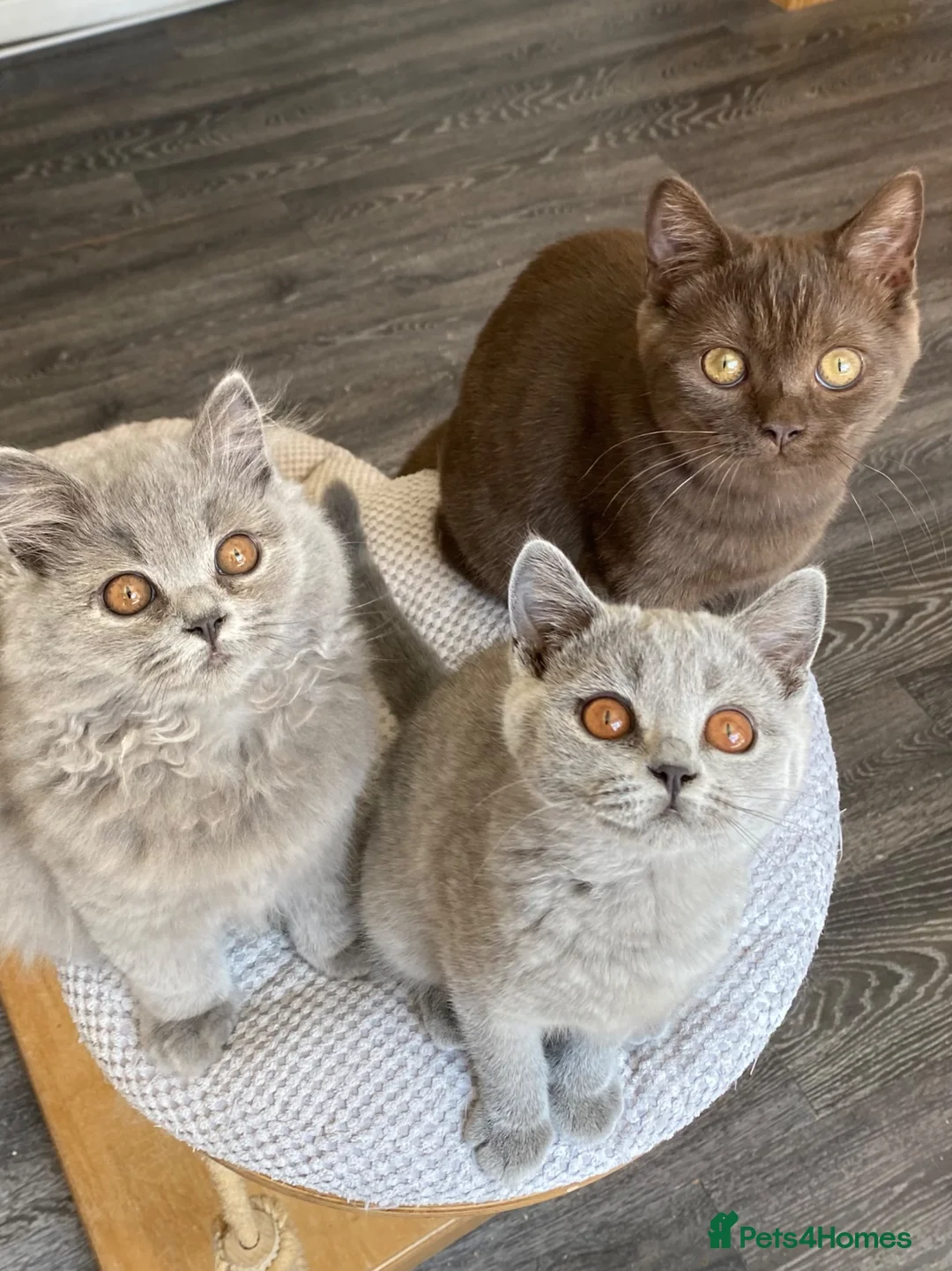 British Shorthair cats for sale: Blue female blue longhair male  - Advert 1