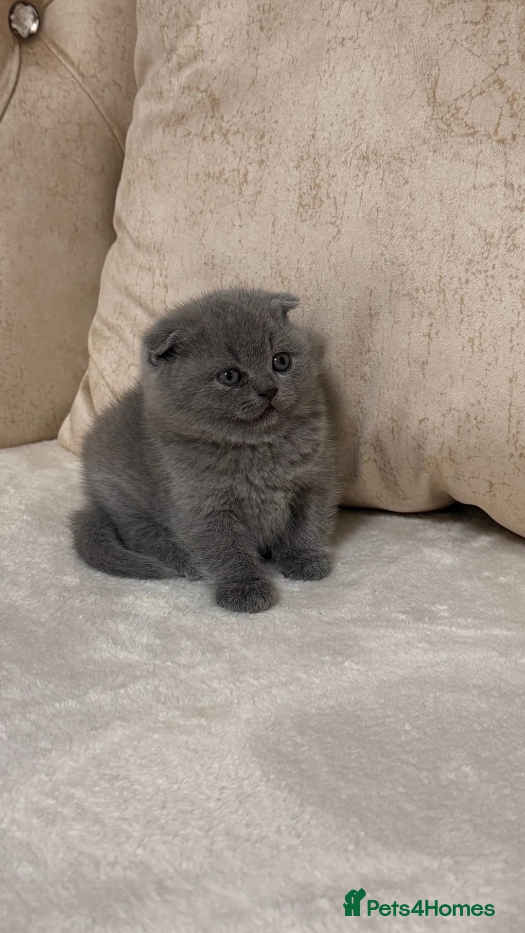 Scottish Fold cats for sale: Beautiful chunky Scottish folds  - Advert 2