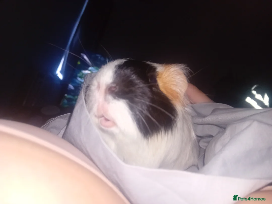 Guinea Pig rodents for sale: 2 Male Guinea Pigs in Durham - Advert 2