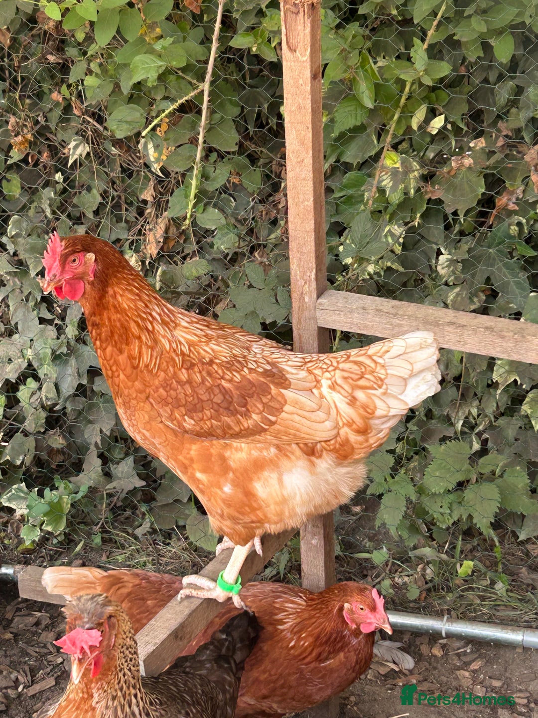 Chickens poultry for sale: 8 hybrid hens for sale  - Image 16