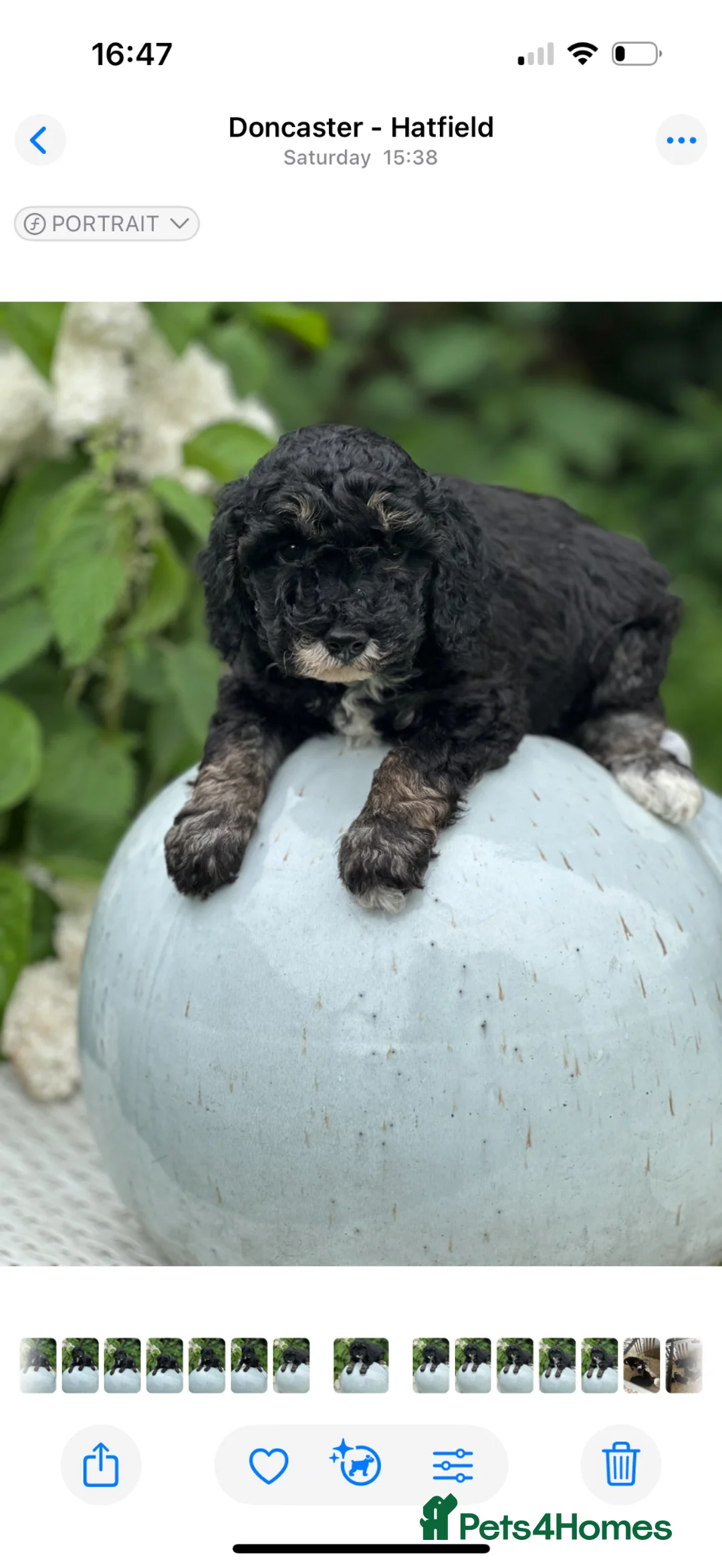Toy Poodle dogs for sale: Stunning toy poodles  - Advert 6