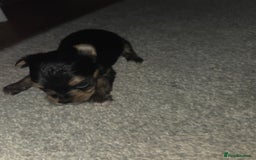 Mixed Breed dogs for sale: 4 tiny puppies - Image 5