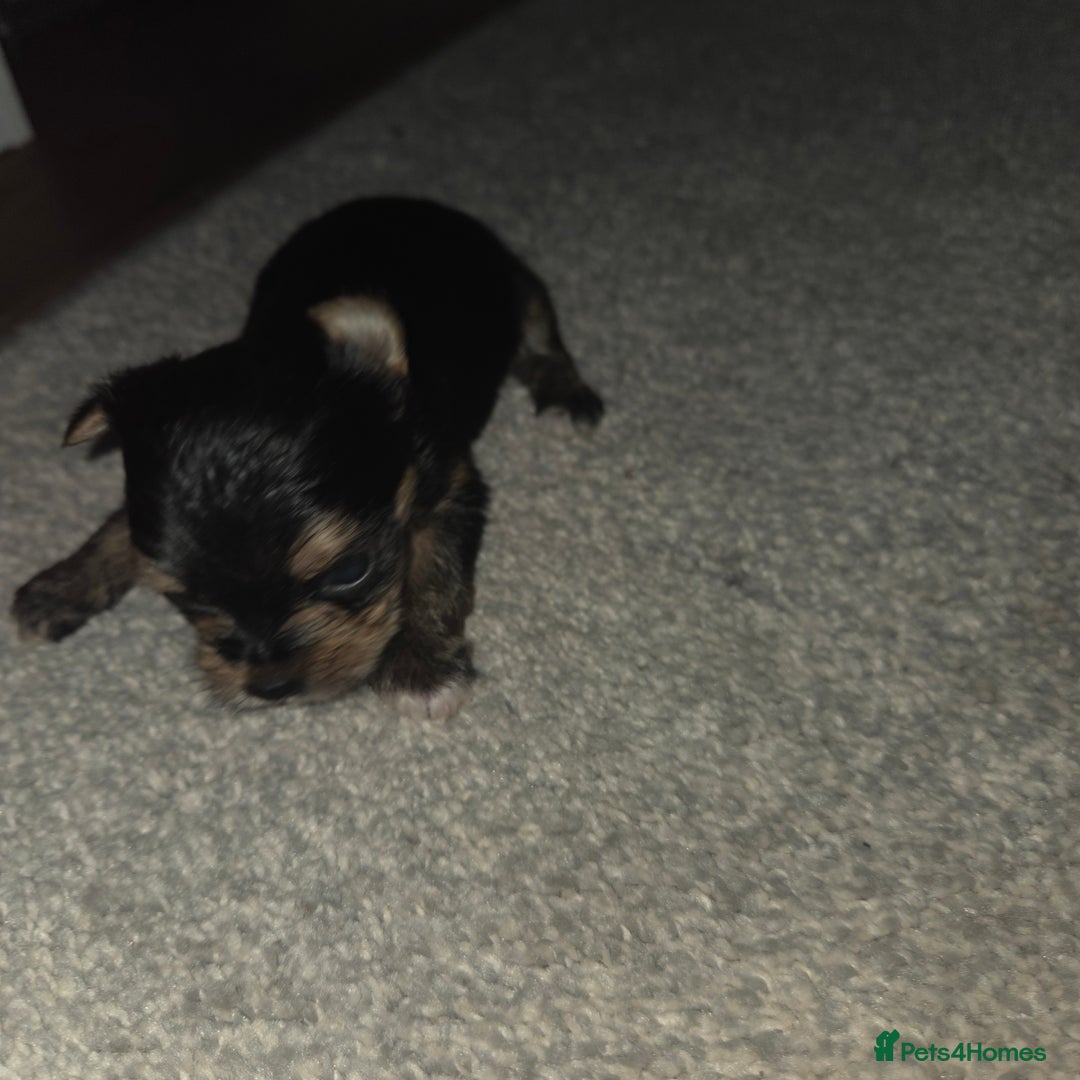 Mixed Breed dogs for sale: 4 tiny puppies - Image 5