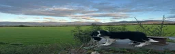Border Collie dogs for sale: 2 border collie Pups- Ready to go now! - Advert 33
