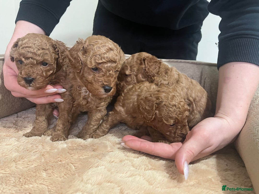 Toy Poodle dogs for sale: Pure toy poodle pups - Advert 8