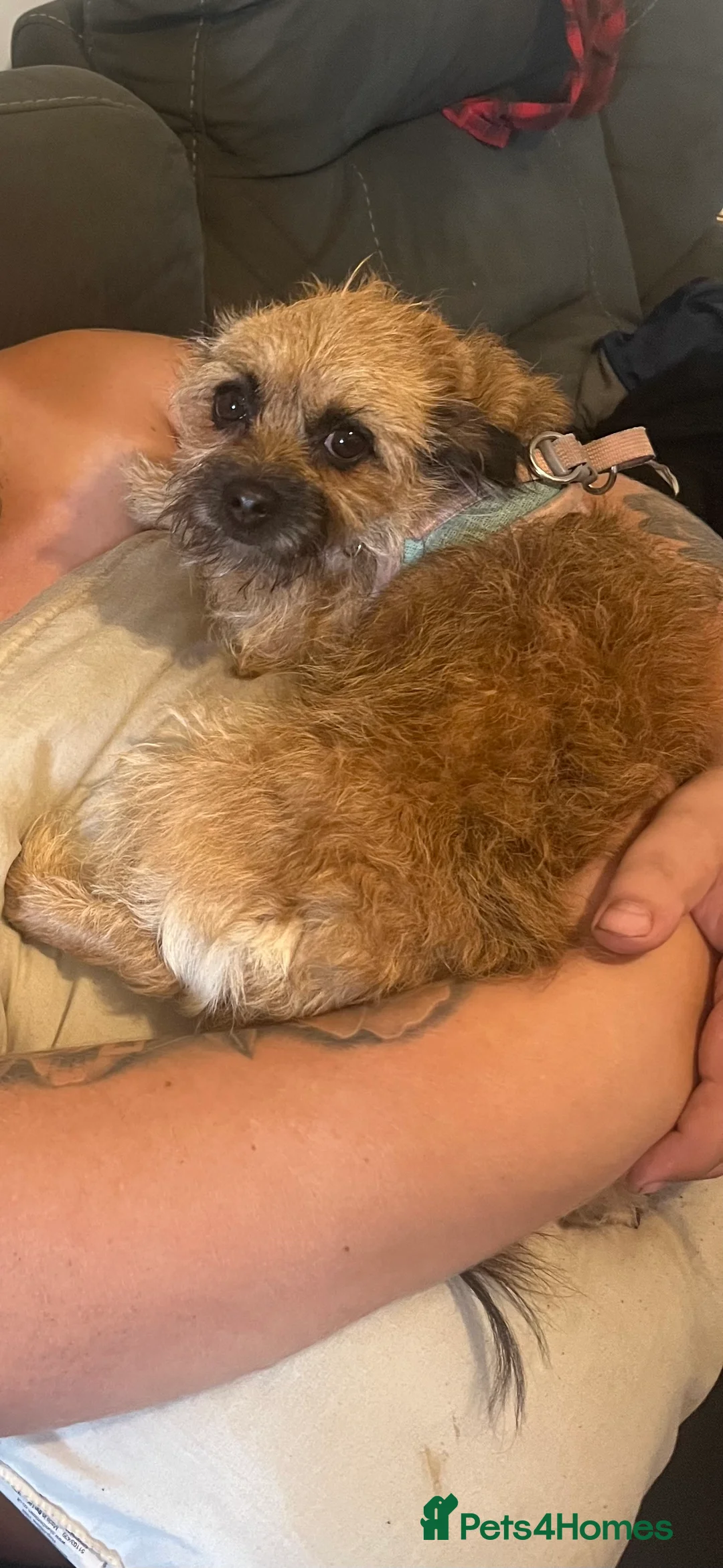 Mixed Breed dogs for sale: Lily  - Advert 1