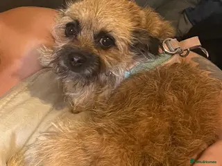 Mixed Breed dogs Lily - Advert 2