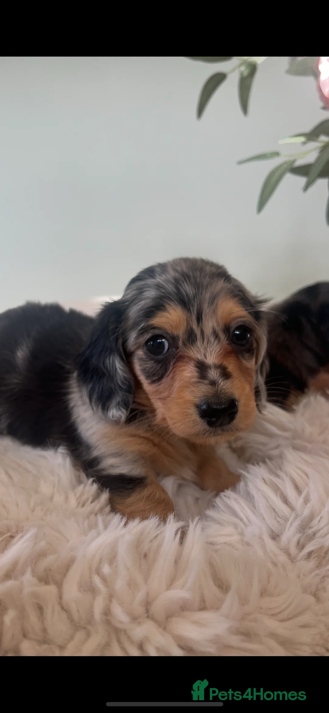 Miniature Dachshund dogs for sale: Mini long haired dachshund pups - Advert 7