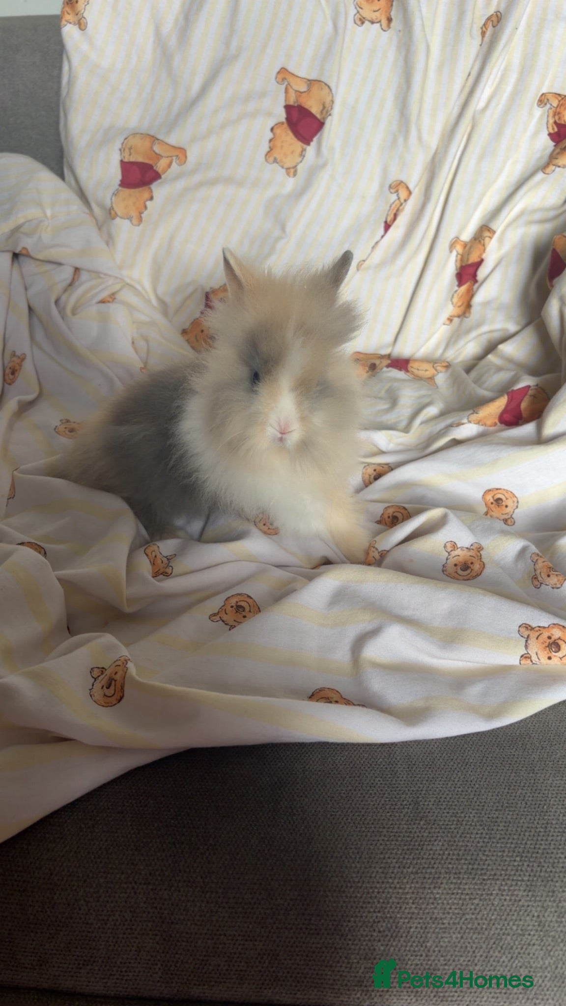 Lionhead rabbits Lion heads for sale  - Advert 3