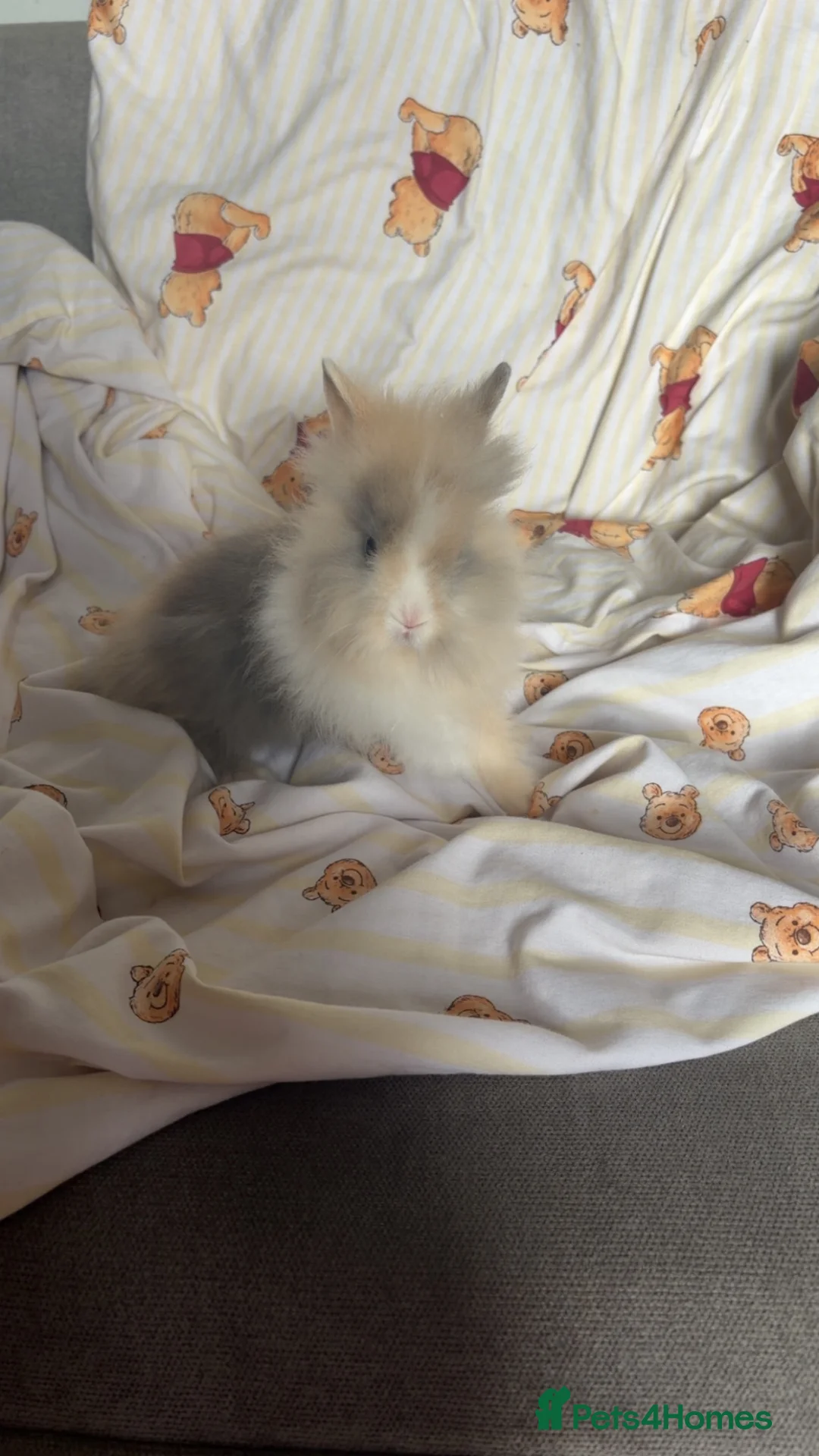 Lionhead rabbits for sale: Lion heads for sale  - Advert 1