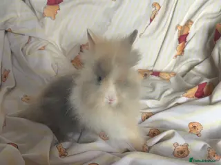 Lionhead rabbits Lion heads for sale - Advert 3