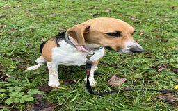 Mixed Breed dogs for adoption: Lucy – Beagle cross – 2 years - the Gentle Mama  - Image 7