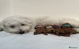 Cockapoo dogs for sale: Gorgeous Tiny Cockapoo mix:Asian Poodle & cockapoo - Image 4