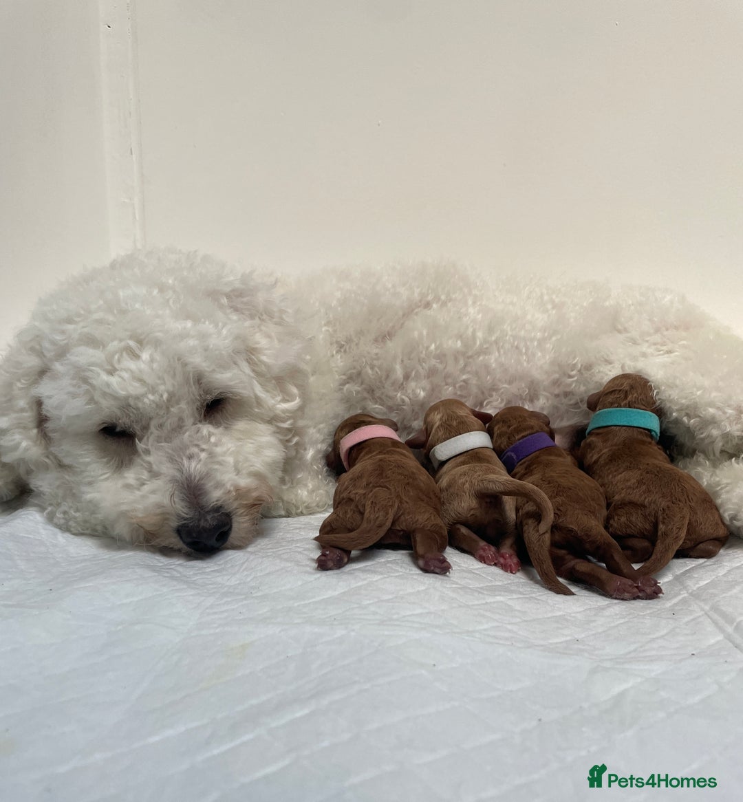 Cockapoo dogs for sale: Gorgeous Tiny Cockapoo mix:Asian Poodle & cockapoo - Image 4