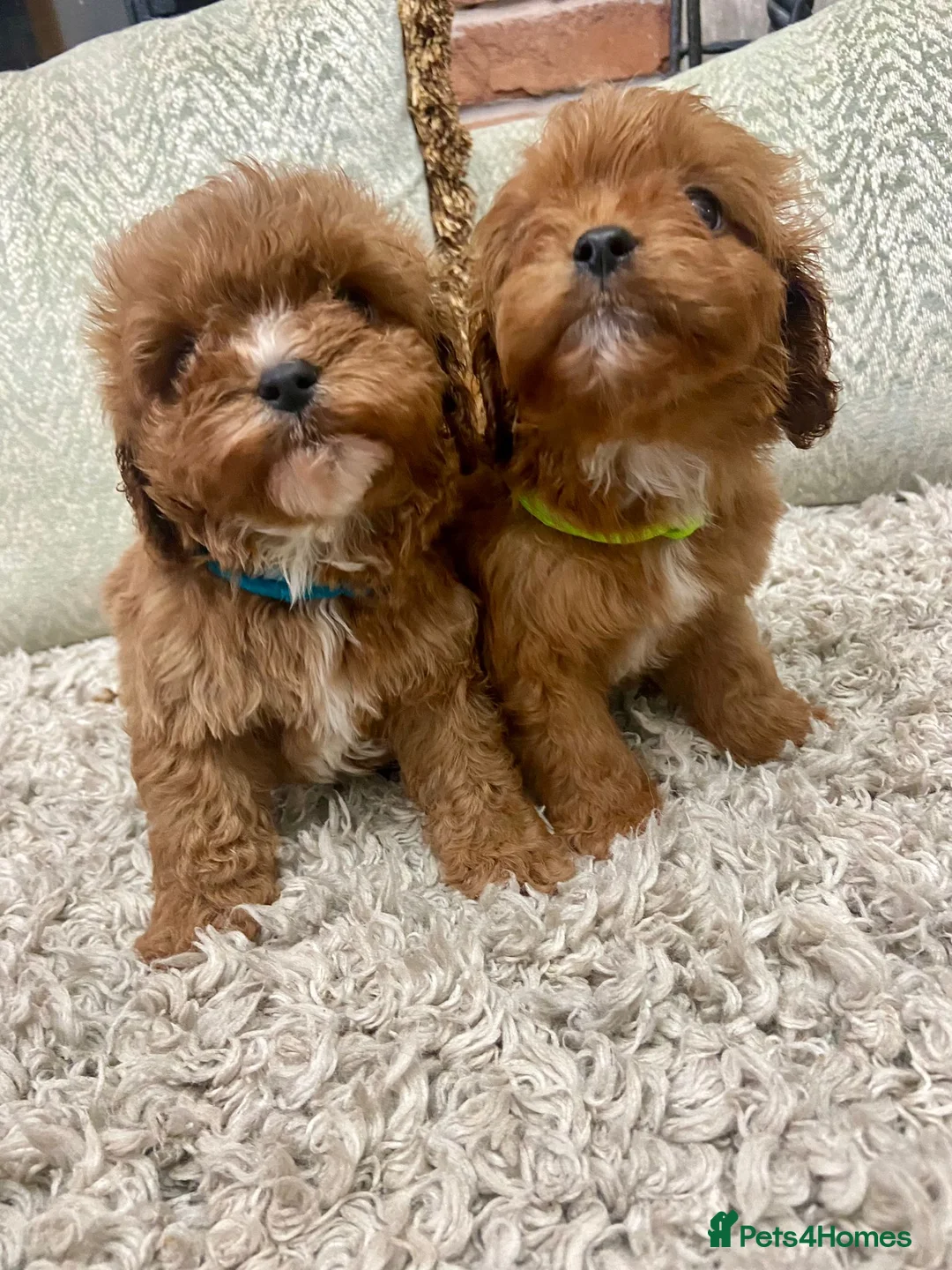 Toy Poodle dogs for stud: *Red Toy Stud Dog, KC Reg'd & DNA Tested Clear* in Leyland - Advert 11